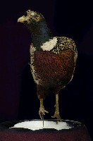 環頸雉藏品圖，第6張
